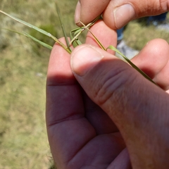 Melica decumbens