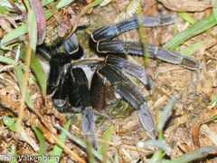 Cyriopagopus lividus