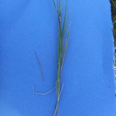 Melica decumbens