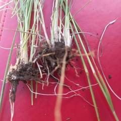 Eragrostis chloromelas