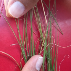 Eragrostis chloromelas