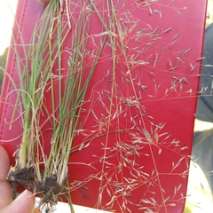 Eragrostis chloromelas