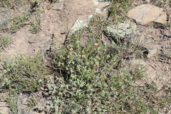 Abutilon sonneratianum