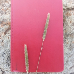 Setaria sphacelata sphacelata