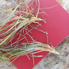 Setaria sphacelata sphacelata