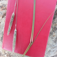 Setaria sphacelata sphacelata