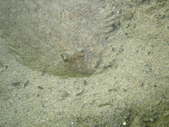 Arnoglossus laterna