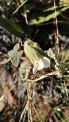 Hermannia geniculata