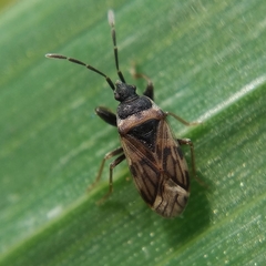 Taphropeltus nervosus