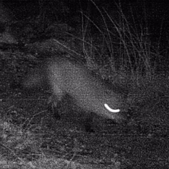 Vulpes vulpes vulpes