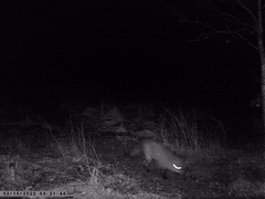 Vulpes vulpes vulpes