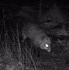 Vulpes vulpes vulpes