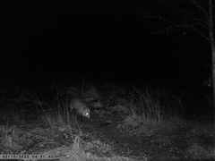 Vulpes vulpes vulpes