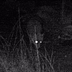 Vulpes vulpes vulpes