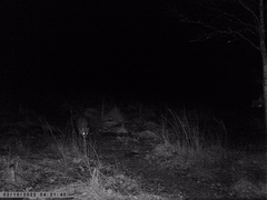 Vulpes vulpes vulpes