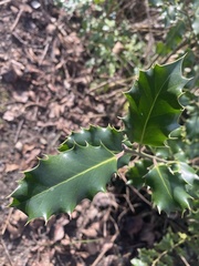 Ilex aquifolium