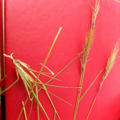 Aristida congesta