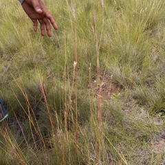 Andropogon appendiculatus