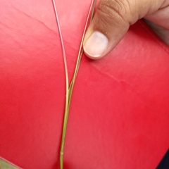 Andropogon appendiculatus