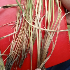 Andropogon appendiculatus