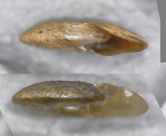 Hippeutis complanatus