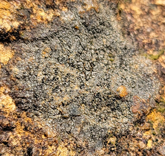 Lecanora cenisia