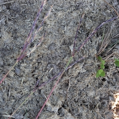 Andropogon appendiculatus