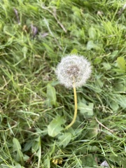 Taraxacum officinale