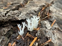 Lentaria epichnoa