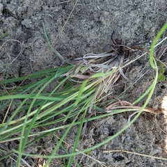 Andropogon appendiculatus
