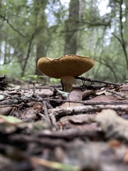 Xerocomellus cisalpinus