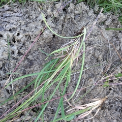 Andropogon appendiculatus