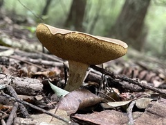 Xerocomellus cisalpinus