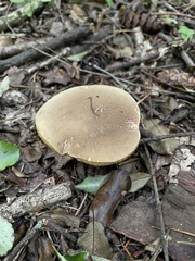 Xerocomellus cisalpinus