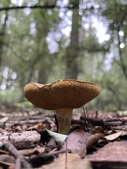 Xerocomellus cisalpinus