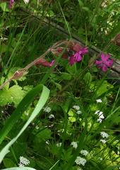 Silene dioica