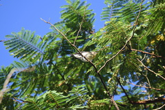 Setophaga pensylvanica