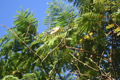 Setophaga pensylvanica