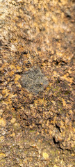 Lecanora cenisia