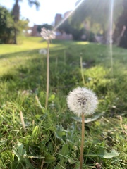 Taraxacum officinale