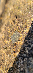 Lecanora cenisia
