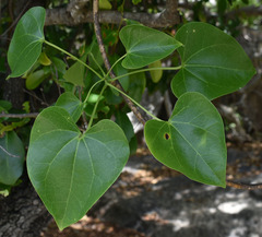 Tinospora smilacina