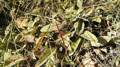 Hermannia geniculata