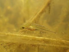 Triturus carnifex