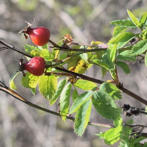 Rosa californica