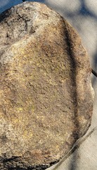 Lecanora cenisia