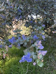 Ceanothus thyrsiflorus thyrsiflorus