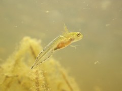 Triturus carnifex