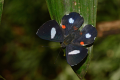 Cyrenia martia