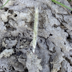 Setaria sphacelata sphacelata